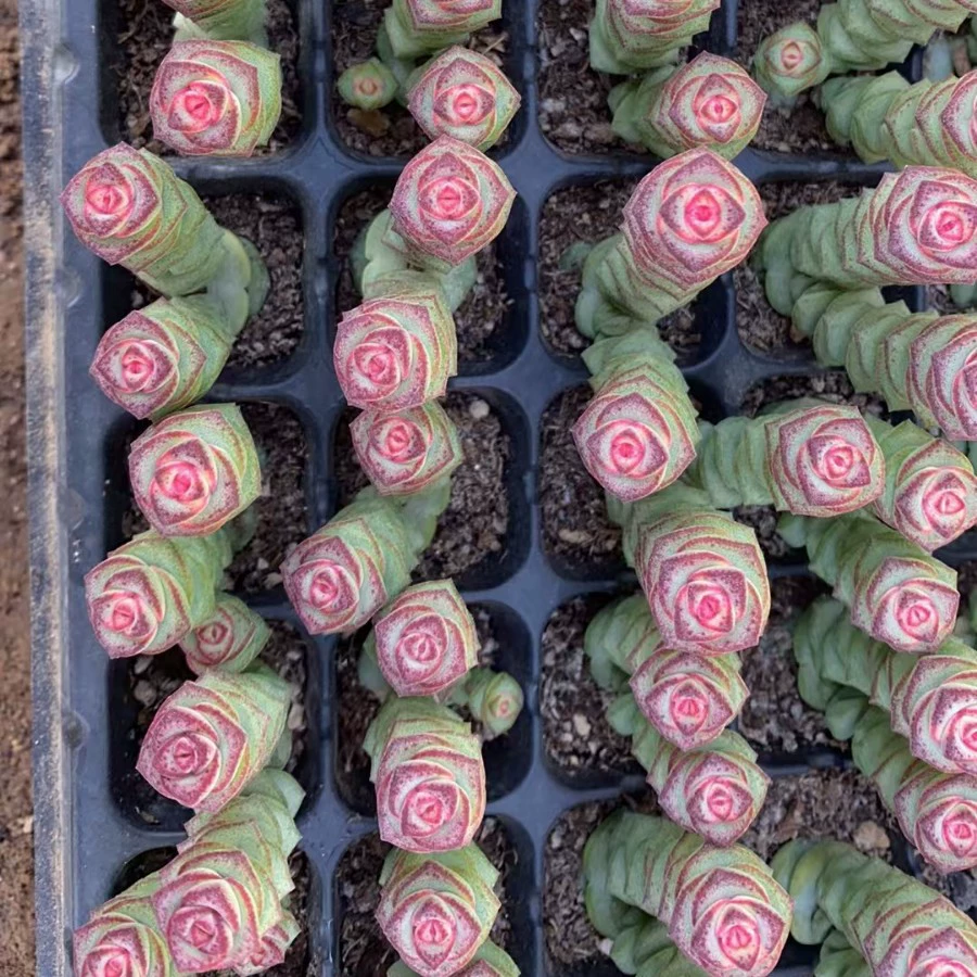 Qian Chuanjin Qian Chuan смешанные волосы с одной и двойной головкой, около 3 см, рассады, сочные посадки, прямые продажи основы, большое количество от