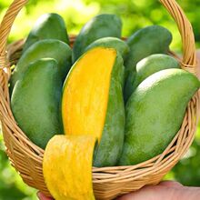 �V����ɫ����â���rˮ�������֭â��������ɫ����â������]
