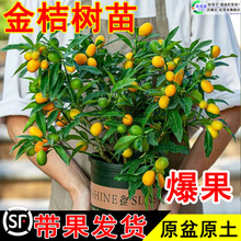 һ�����l��ۘ������Ԏ�����Ƥ�������ʳ����û����ļ������҃�