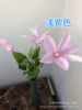 Tielian Cao Zili Flower Manufacturer directly offers a wedding hotel home decoration spot supply wholesale