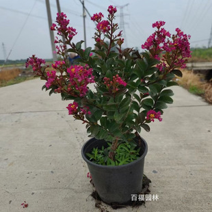 Belle Dwarf Crape Myrtle Seedlings, Landscaping Flowers for Residential Areas, Crape Myrtle Seedlings, Base Price