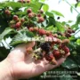 美国地栽盆栽树梅果树苗