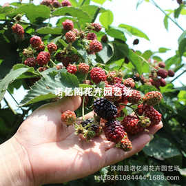 新品种美国黑莓苗三冠王黑树莓苗盆栽地栽果树苗黑树梅苗当年结果