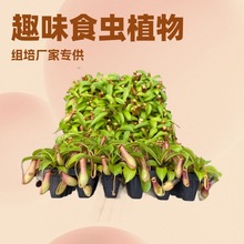 趣味新奇食虫植物猪笼草捕蝇草苗室内桌面盆栽绿植驱蚊虫四季常绿