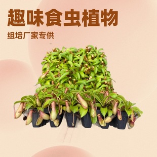 Fun and Novel Carnivorous Plants, Such as the Venus Flytrap and the Flycatcher, Are Indoor Tabletop Potted Green Plants That Repel Mosquitoes and Are Evergreen All Year Round