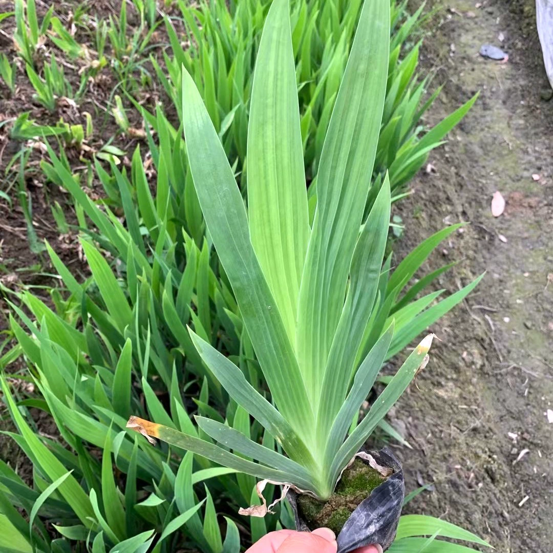 Немецкий Ирис Сибирский Ирис Водный Ксерофит Синий Цветок Фиолетовый Ирис Желтый Acorus Водный Acorus