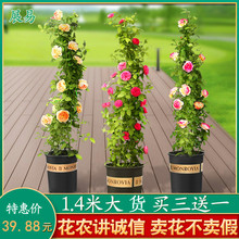 1.5米藤本月季花蔷薇大花浓香型爬藤植物庭院四季开花盆栽玫瑰花