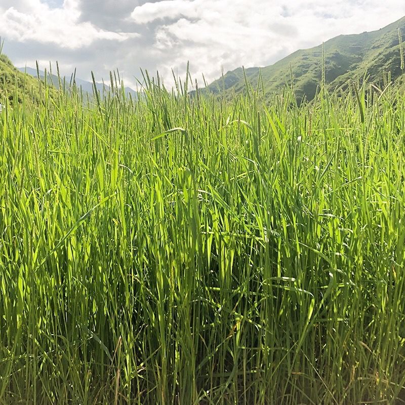 提摩西特級幹兔子龍貓豚鼠荷蘭豬飼料貓尾牧兔糧源頭工廠壹件批發