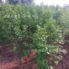 yӘ׹ͥԺռؾGľе~yСϱNֲ