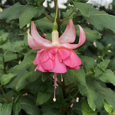 Los pétalos dobles cuelgan boca abajo, las plántulas de la campana dorada, las linternas, las plantas en macetas, las plantas verdes de interior, los balcones, las flores florecen en todas las estaciones, las flores continúan floreciendo