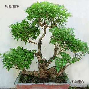 �辰�ϸ�΢�옶̫���S�G�䘶�Ϙ����Ϙ��辰�S�G�辰СƷ��������