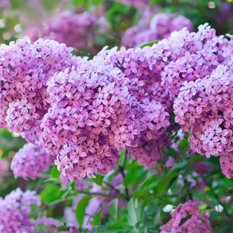 丁香花树苗批发 绿植庭院花坛观花卉盆栽植物花卉紫丁香花苗