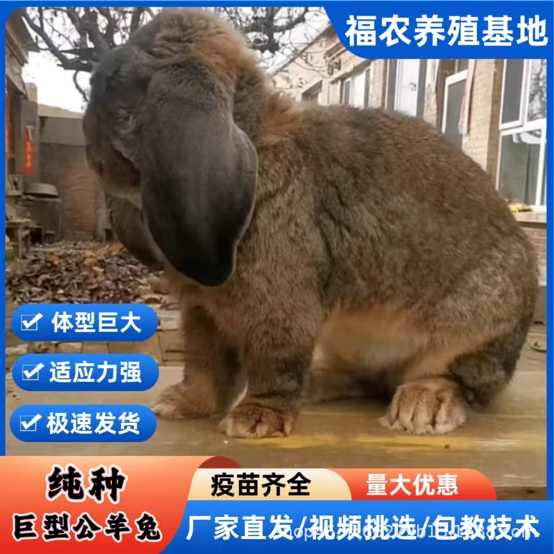 Французские кролики-папы чистой породы, кролики для разведения, гигантские французские кролики-папы, декоративные кролики с отвислыми ушами, прямые продажи от производителя, бесплатная доставка.