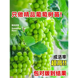 ���ј��mꖹ�õ�����������������Ϸ��Nֲ�޷�o���������٘���