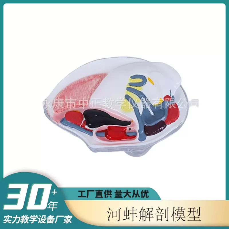 河蚌解剖模型 动物门蚌科教学演示教具仪器模型研究教学演示模型