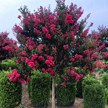 ��ޱ�����t����ޱ���Z�q�t����t������Ե��dС�绨��ͥԺ�Nֲ