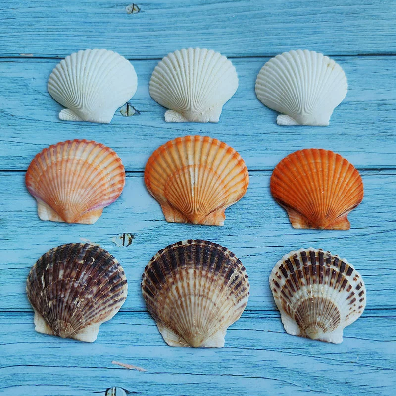 [白扇贝天然贝壳海螺大灰扇贝贴墙diy画画鱼缸造景夏威夷贝批发5cm]