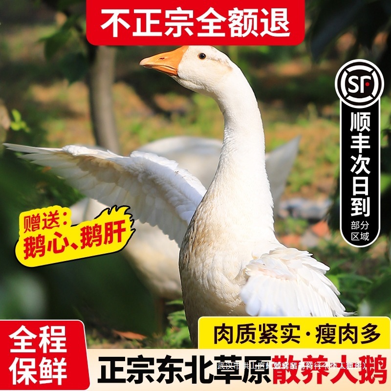 东北大鹅整只鹅肉新鲜大鹅草原散养鹅肉生鲜狮头鹅土鹅铁锅炖大鹅