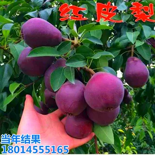 批发梨树小苗早酥红梨红啤梨南北方种植庭院盆栽四季当年结果早熟