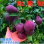 早熟盆栽种植四季红梨