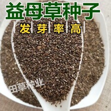 益母草种子批发益母艾红花艾九重楼药用植物基地直发量大从优