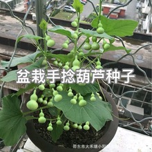 盆栽手捻葫芦种子花卉盆栽易活四季种子批发迷你小亚腰小葫芦