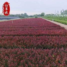 宿根花卉;一二年生花卉;灌木