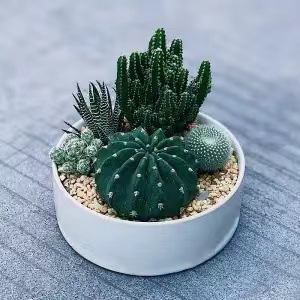 Plantas suculentas cactus plantas en maceta cactus de oficina planta en maceta cactus plantas en maceta flores en maceta