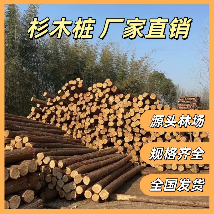 杉木桩 河道打桩木 香杉 原木 3米打桩木 河道工程 木桩 林场直销