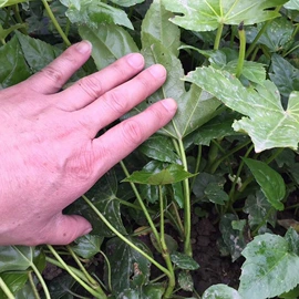 盆栽;种子;园林果树