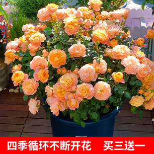 ��ľ�¼���֭�̨õ�廨���Ի���ֲ���҃Ȼ�ͥԺ¶̨�ļ��_������