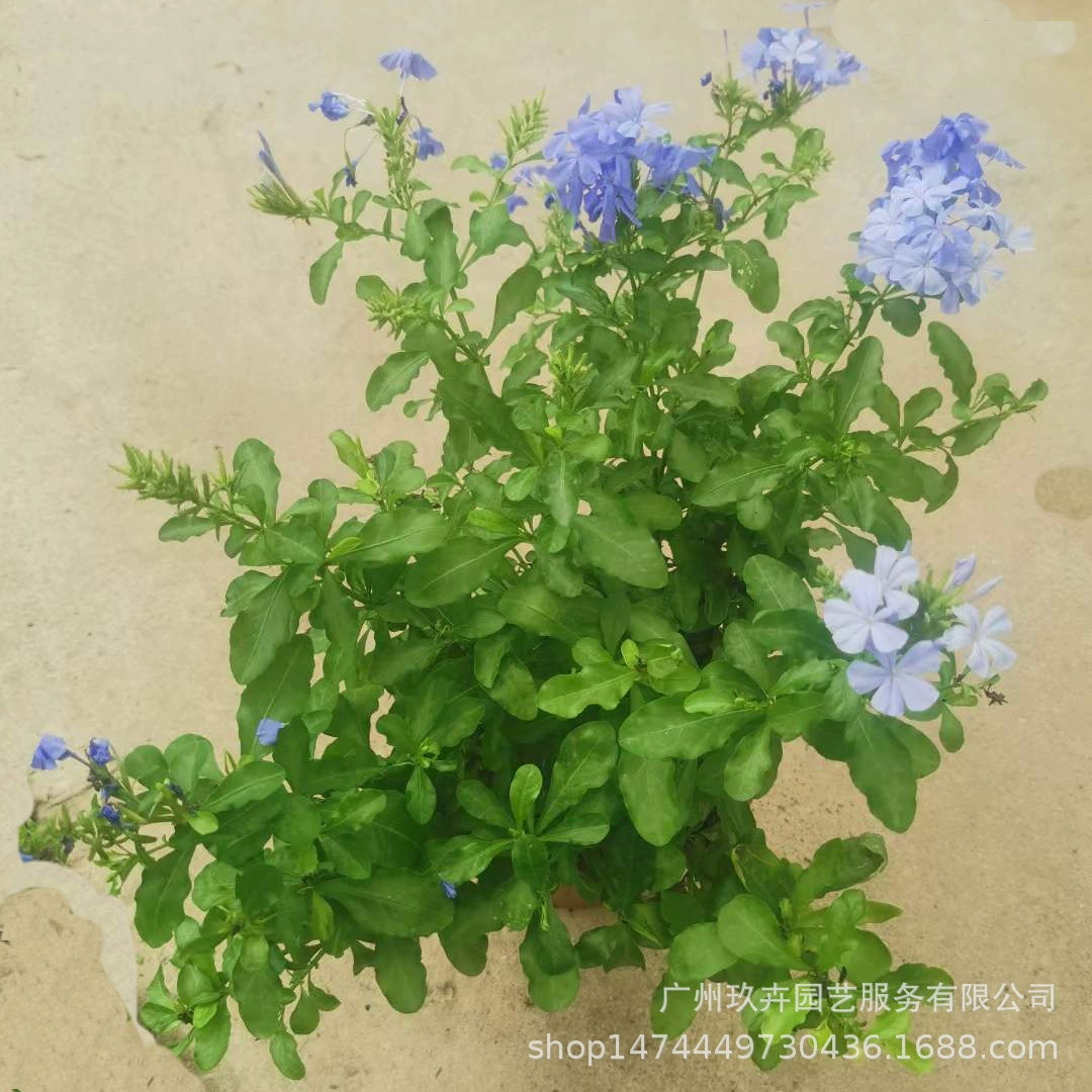 Синяя Снежинка Цветок смотровое растение маленькая горшечная гостиная балкон офис зеленое растение Цветочная кровать парк цветок зеркальное растение