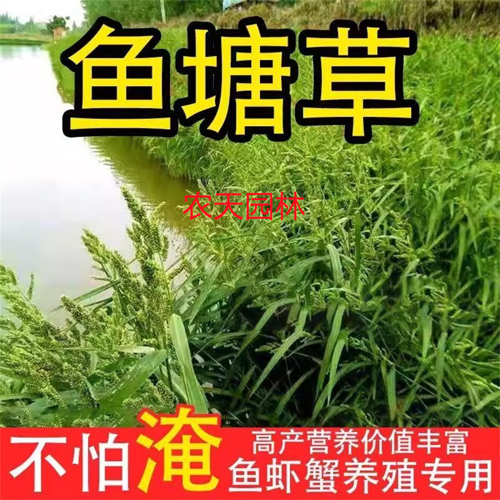 小米草种子水草耐水淹耐旱雀叶稗稷子四季养殖鱼虾蟹水生牧草种籽