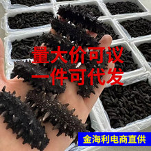工厂定 制海参干货散装淡干海参批发海鲜250G干参山东海参特产