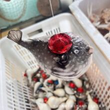 天然刺鱼气鼓鱼河豚鱼标本刺豚河豚挂件批发沙滩礼物海边工艺珊瑚