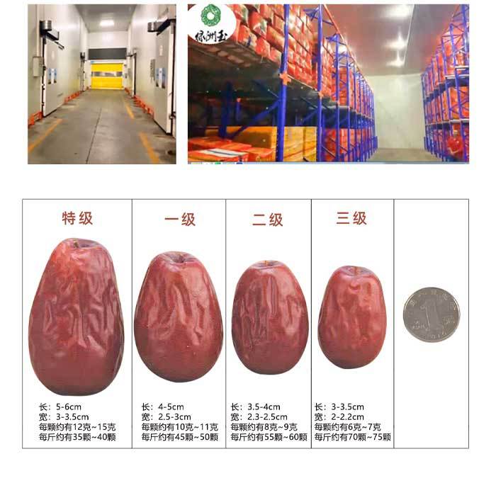 頭部--山西駿棗