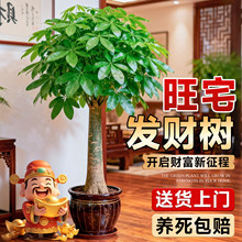 发财树盆栽大型招财树室内客厅旺宅盆景落地绿植乔迁之喜开业送礼