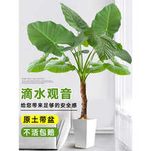 ��ˮ�^���Gֲ���~�Ϙ��k��ˮ��Gֲ�҃ȴ��Ϳ͏d��������ͥԺ�辰