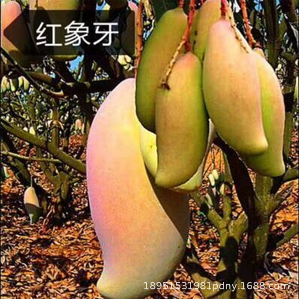 Привитая чашка для рассады манго Рассада Очень большие фрукты Императорская наложница Манг Четыре сезона Манг Цзинь Хуан Манго Рассада Карлик Результаты Южного года