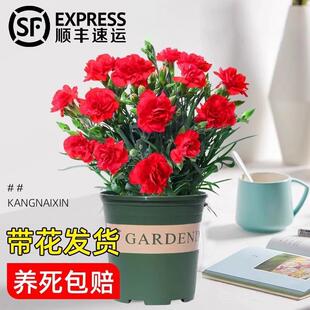 Carnation Potted Plant with Flower Buds and Flower Seedlings Blooming in All Seasons, Indoor Balcony Flower Plants, Flowers Suitable for Lazy People to Grow