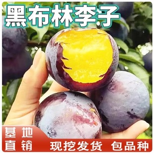 �ڲ������ӹ������ϱ�������ͥԺ�ش�����ԷNֲ�޽Ә���ڲ�����