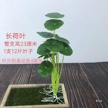 12叉长荷叶铜钱草花绿草假花陶器摆件微景观配件客厅摆设盆栽