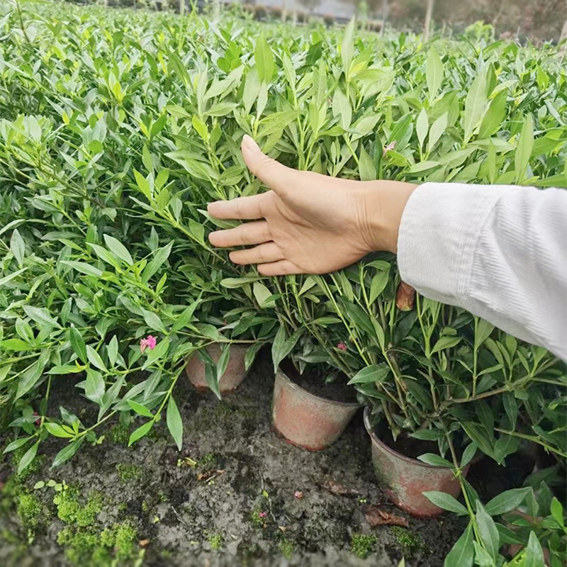 细叶四季栀子盆栽 海栀子 丁栀子 园林绿化苗木地被植物 花卉绿植