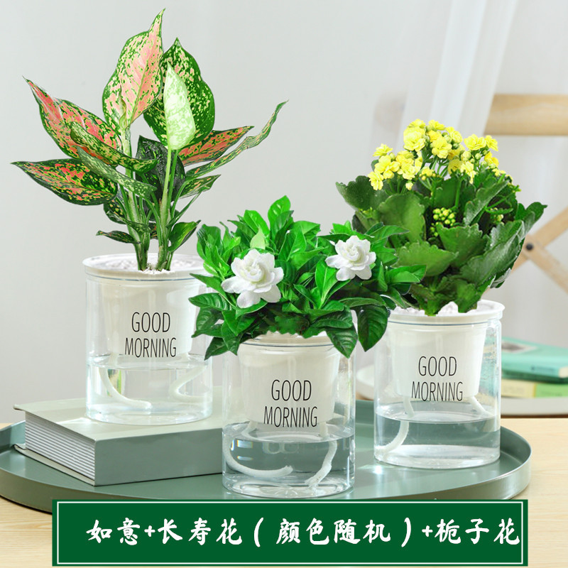 [북유럽 스타일] 루이 + 카멜리아 + 치자나무 + 영양액