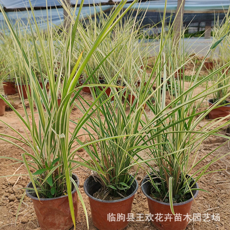 Тонкие листья Awn Декоративная трава Пятнистый лист Цветок манго Лист Трава манго Пекин Проект рассады Мискантуса Озеленение Ландшафтный дизайн Вилла Завод