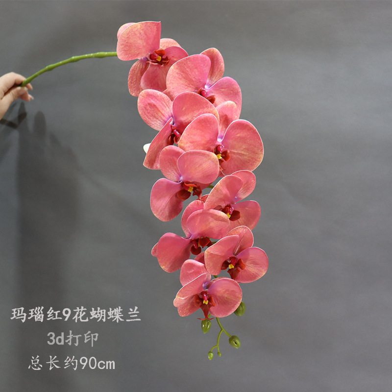 마노 레드 9꽃 호접란