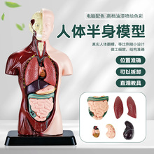 跨境玩具人体骨骼模型28CM躯干儿童DIY人体内脏解剖模型医学教具