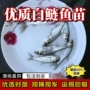 四大活体白鲢鱼花鲢鱼家鱼