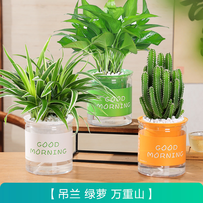 [포름알데히드 패키지] 포토스 + 거미 식물 + 완중산