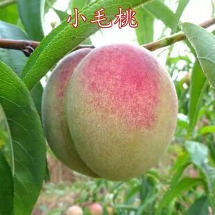 ë���� �Ҙ���Сë�Ҙ��� ë�� �Ҙ䮔��Y���Ϸ������Nֲ